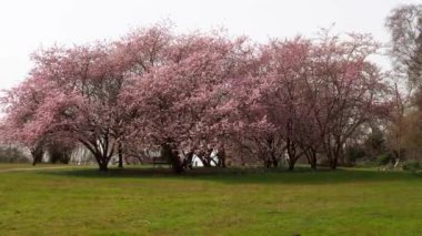 Cherry Flowers 'la yakın çekim. Çiçek açan kiraz ağacı. Kiraz çiçekleri