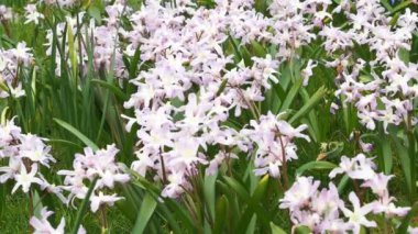 Lilies Chionodoxa luciliae. Bahar çiçekleri chionodoxa. Düşük sürekli büyüyen Chionodoxa (Chionodoxa))