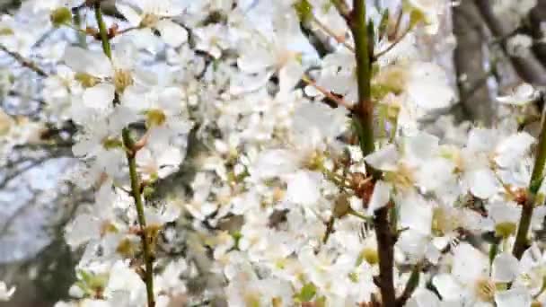 Tak Met Bloemen Van Een Appelboom Close — Stockvideo