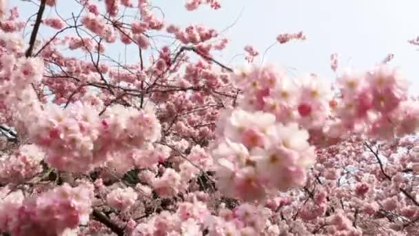 클로즈업하는 브랜치 벚꽃피는 벚나무 — 비디오