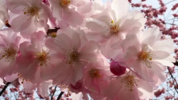 Rama Con Flores Cerezo Cerca Cerezo Floreciente Flores Cereza — Vídeo de stock