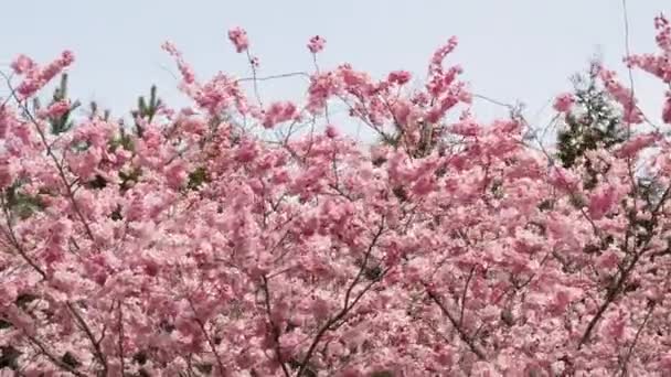 Ramo Com Flores Cerejeira Close Cerejeira Florescente Flores Cereja — Vídeo de Stock