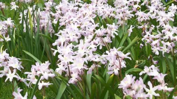 Lilies Chionodoxa Luciliae Spring Flowers Chionodoxa Low Growing Perennials Chionodoxa — Stock Video