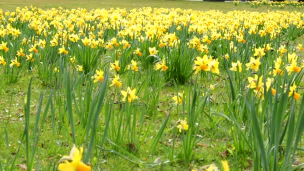 Żółte Żonkile Parku Kwiat Narcyza — Wideo stockowe