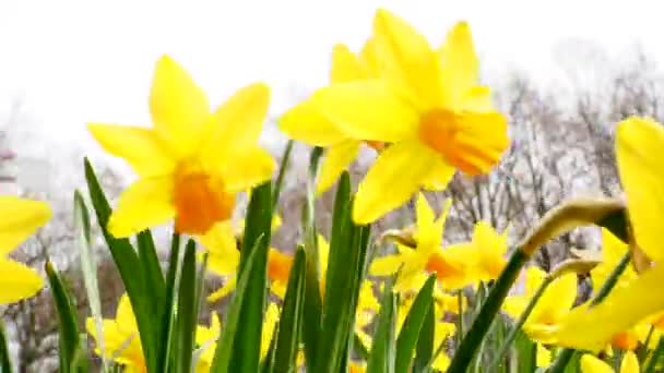 Gula Påskliljor Parken Narcissus Blomma — Stockvideo