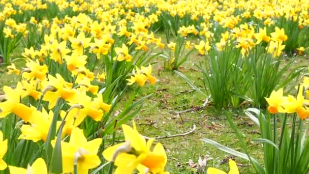 Yellow Daffodils Park Narcissus Flower — Stock Video