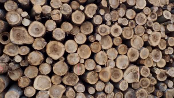 Kupa Kłód Zbieranie Drewna Przemysł Drzewny Wycinanie Drewna Lesie — Wideo stockowe