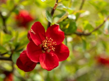 Japon ayva çiçekli parlak kırmızı bahar Makro veya Japon chaenomeles