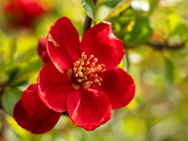 Japon ayva çiçekli parlak kırmızı bahar Makro veya Japon chaenomeles