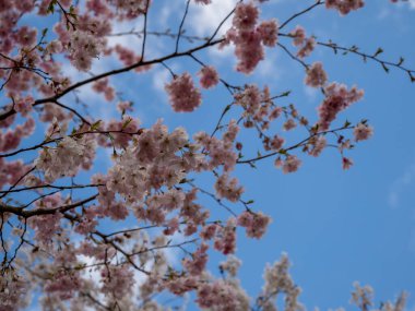 Bahçede kiraz çiçeği açıyor. kiraz dalı