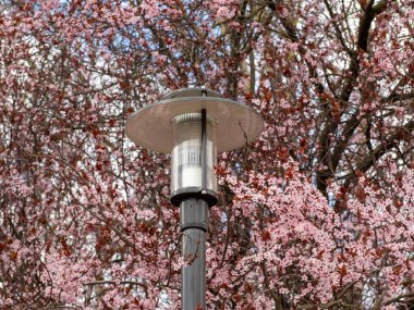 Kiraz çiçeği feneri. Parktaki fener kiraz çiçeklerinin arka planında.