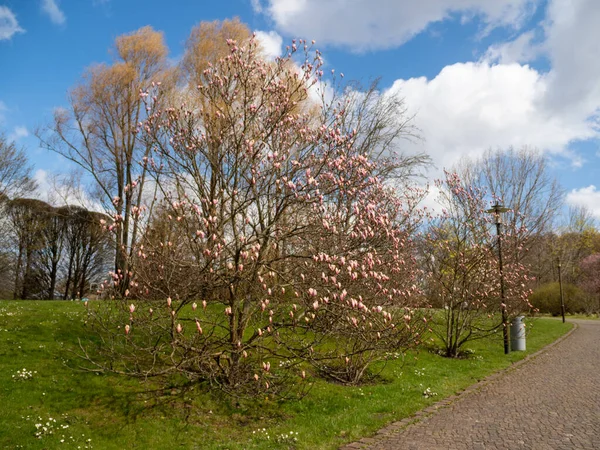Magnolia Blomstrer Våren Delikate Magnoliablomster – stockfoto