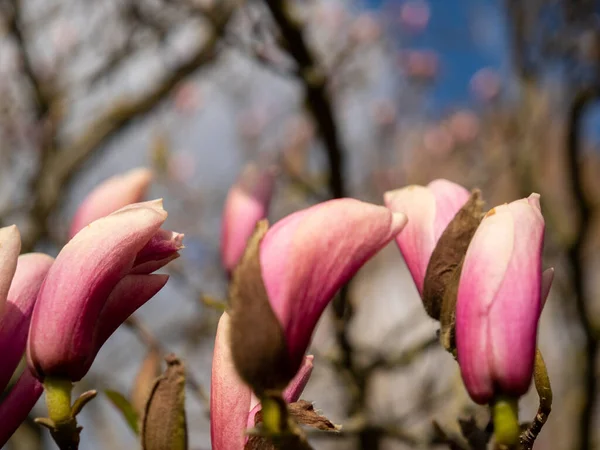 Magnolia Fleurit Printemps Fleurs Magnolia Délicates — Photo