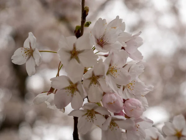 정원에서 벚꽃을 피우고 벚나무 — 스톡 사진