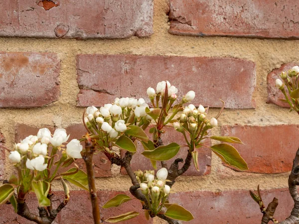 Macieira Florescente Contra Uma Parede Tijolo — Fotografia de Stock