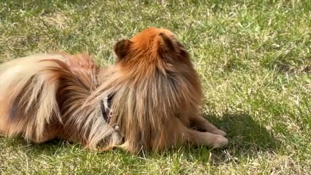 緑の草の上に赤い犬。スピッツ犬の品種。緑の草の上に唾を吐く。スローモーション. — ストック動画