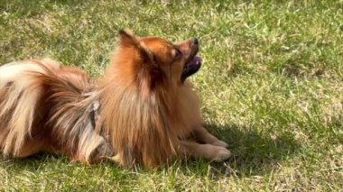 Yeşil çimlerde kırmızı köpek. Spitz köpek cinsi. Yeşil çimlere tükürük. yavaş çekim.