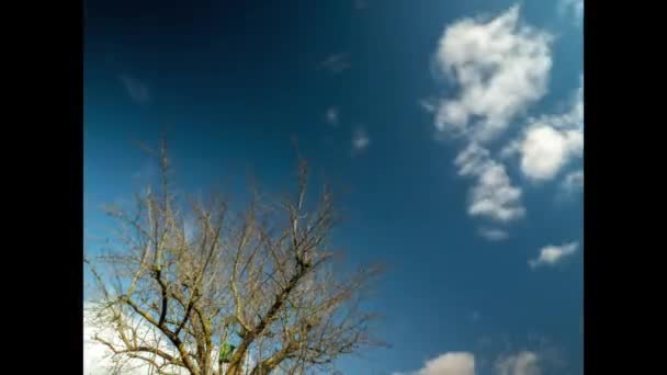 Tijdsverloop. Eenzame boom met vogelhuisje en lucht met wolken. — Stockvideo