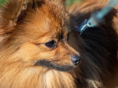 Yeşil çimlerde kırmızı köpek. Spitz köpek cinsi. Yeşil çimlere tükürük.