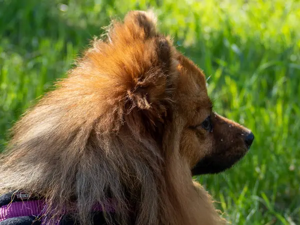 Rode Hond Groen Gras Spitz Hondenras Spitz Groen Gras — Stockfoto