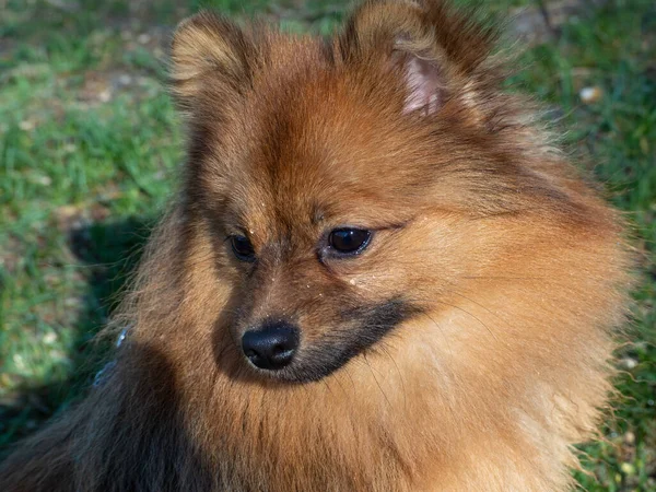 Cão Vermelho Relva Verde Raça Cães Spitz Spitz Grama Verde — Fotografia de Stock