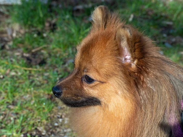 Czerwony Pies Zielonej Trawie Spitz Psia Rasa Spitz Zielonej Trawie — Zdjęcie stockowe