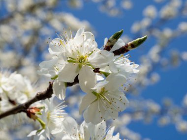 Çiçek açan erik. Erik dalı. Çiçekli erik dalları mavi gökyüzüne karşı
