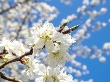 Çiçek açan erik. Erik dalı. Çiçekli erik dalları mavi gökyüzüne karşı