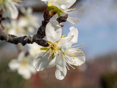 Çiçek açan erik. Erik dalı. Çiçekli erik dalları mavi gökyüzüne karşı