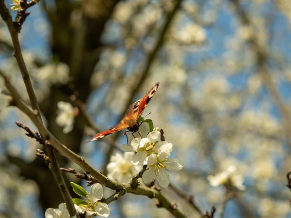 Butterfly Blossoming Plum Tree —  Fotos de Stock