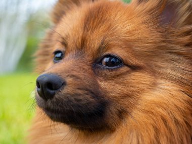 Yeşil çimlerin üzerinde kızıl saçlı tükürük köpeği