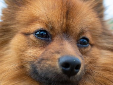 Yeşil çimlerin üzerinde kızıl saçlı tükürük köpeği