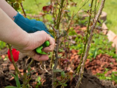 Baharda bahçede çalış. Mezhepçilerle gülün kuru dallarını kesen bir kadın..