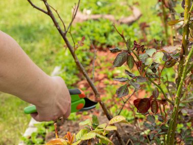 Baharda bahçede çalış. Mezhepçilerle gülün kuru dallarını kesen bir kadın..