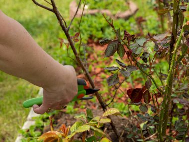 Baharda bahçede çalış. Mezhepçilerle gülün kuru dallarını kesen bir kadın..