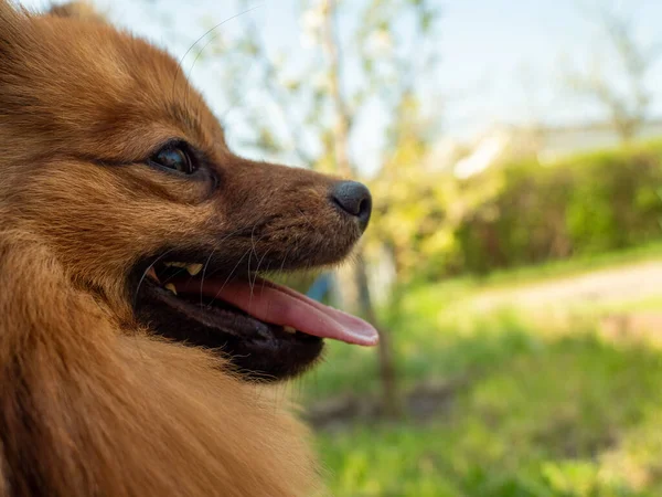Yeşil çimlerin üzerinde kızıl saçlı tükürük köpeği