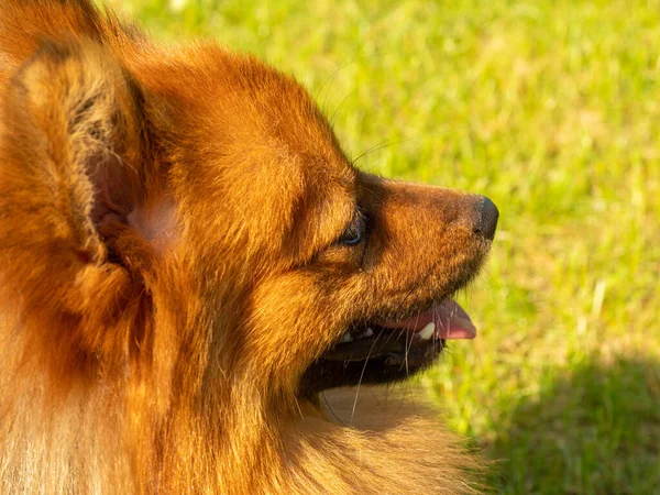 Red Haired Spitz Dog Green Grass — Fotografie, imagine de stoc