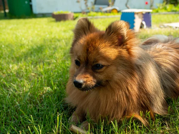 Red Haired Spitz Dog Green Grass — Stockfoto