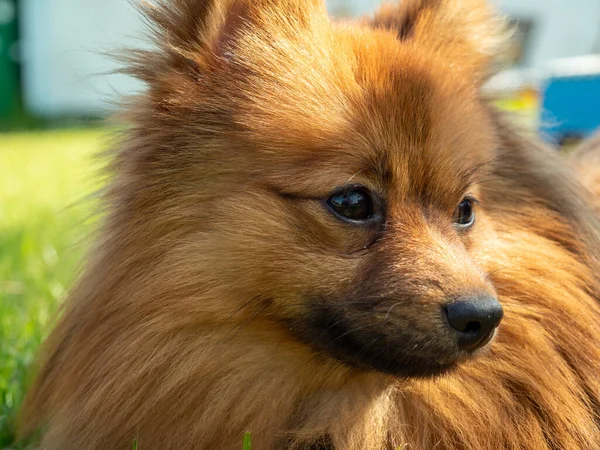 Yeşil çimlerin üzerinde kızıl saçlı tükürük köpeği