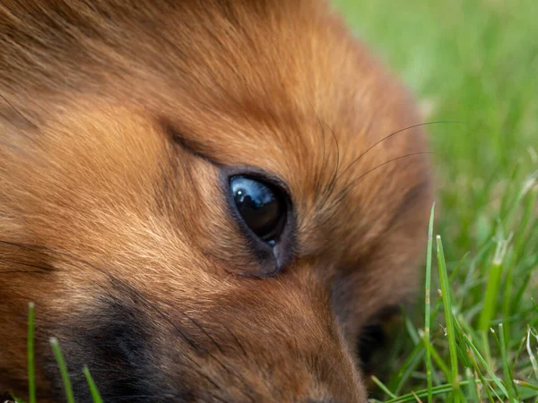 Red Haired Spitz Dog Green Grass — Stockfoto