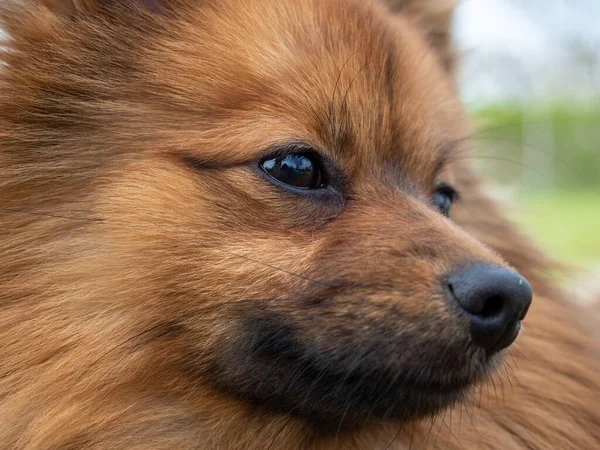 Red Haired Spitz Dog Green Grass — Foto de Stock