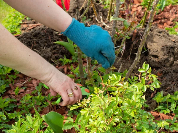 Baharda bahçede çalış. Mezhepçilerle gülün kuru dallarını kesen bir kadın..