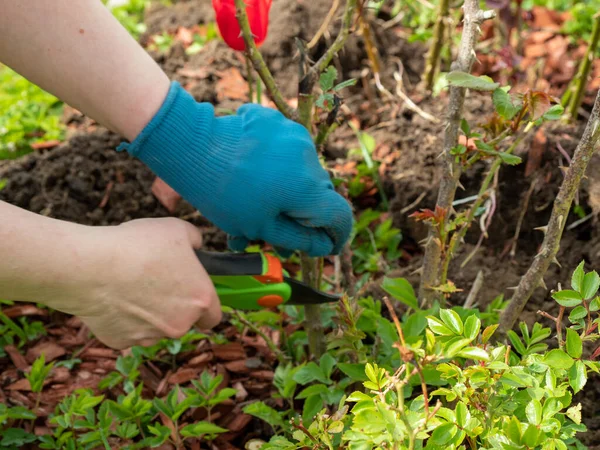 Baharda bahçede çalış. Mezhepçilerle gülün kuru dallarını kesen bir kadın..