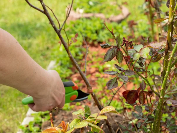 Baharda bahçede çalış. Mezhepçilerle gülün kuru dallarını kesen bir kadın..