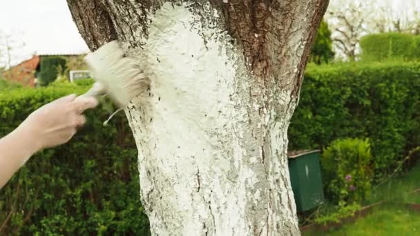 Blanqueando los troncos de los árboles frutales. Pintan árboles. — Vídeos de Stock