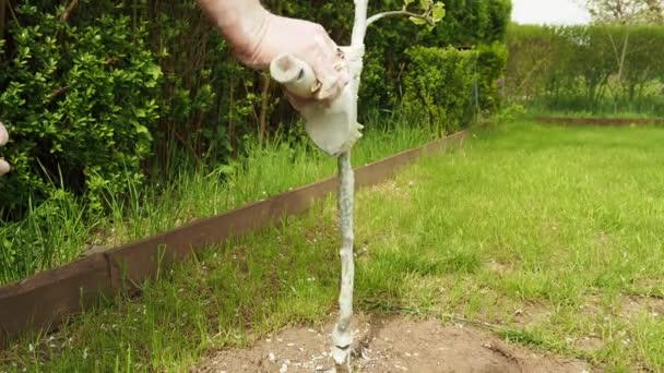 Blanqueando los troncos de los árboles frutales. Pintan árboles. — Vídeo de stock