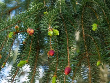 Genç kozalaklı ladin dalıyla. Genç külahlar.