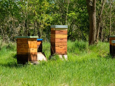 Ağaçların arasında arı kovanları. Arı kovanları