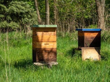 Ağaçların arasında arı kovanları. Arı kovanları