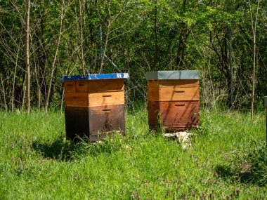 Ağaçların arasında arı kovanları. Arı kovanları